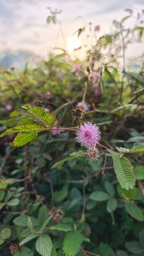 A sensitive plant flower is blooming on a bright morning