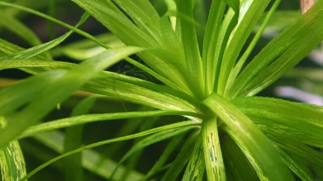 Stratiotes aloides aquatic plant, macro rosette and leaves, planted Dutch style aquascape vegetation, Melanotaenia praecox active rainbowfish, tannin stained low pH water, mental relax