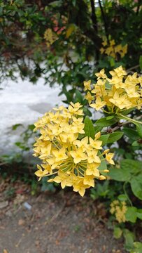A blooming yellow Ixora flower