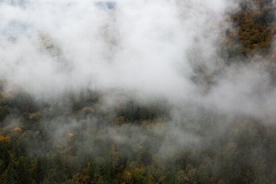 Foggy Morning in a Forest