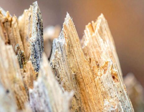 Macro splintered wood texture jagged edges