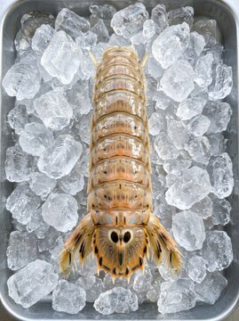 Fresh Raw Mantis Shrimp on Ice Cubes in a Metal Tray Top View Seafood Ingredient for Gourmet Cooking
