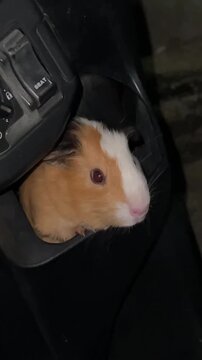 Adorable brown cavy peeking out from motorcycle glove box, cute tiny pet traveling with scooter, humorous animal curiosity concept