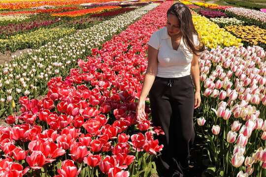 Woman touching flowers and enjoying scent in a tulip field