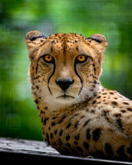 Cheetah rests, eyes sharp, focused, calm © Piotr