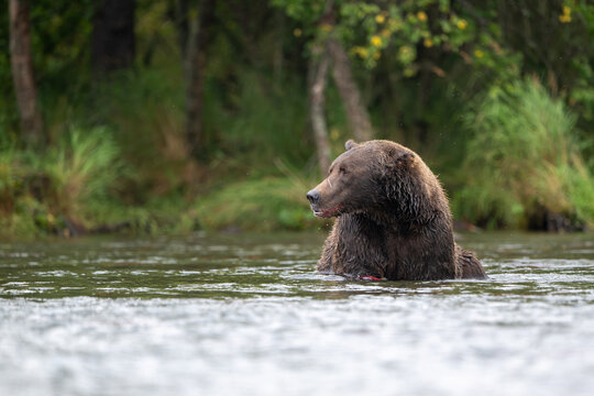Alaskan brown bear feeding in Brooks River