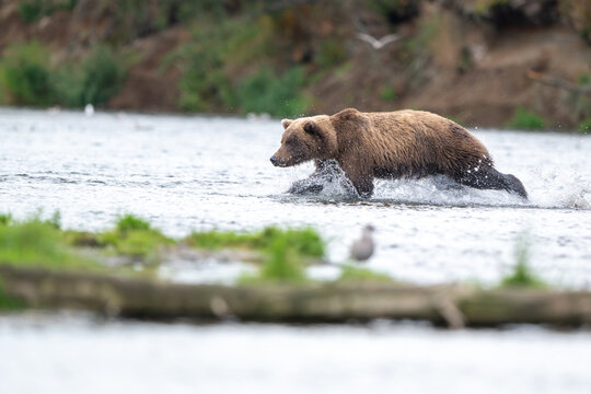 Alaskan brown bear chasing salmon in Brooks River at sunrise