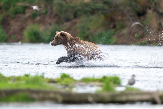 Alaskan brown bear chasing salmon in Brooks River at sunrise