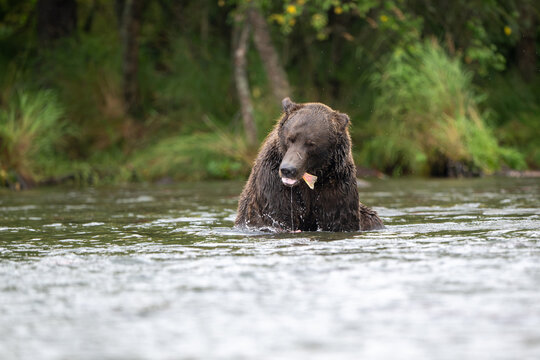 Alaskan brown bear feeding in Brooks River