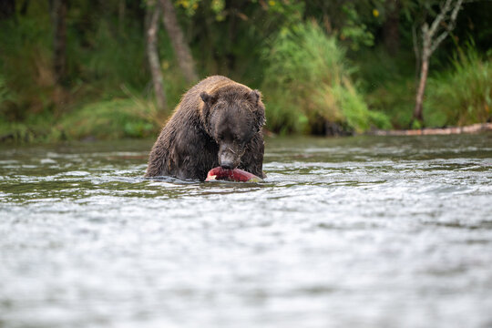 Alaskan brown bear feeding in Brooks River