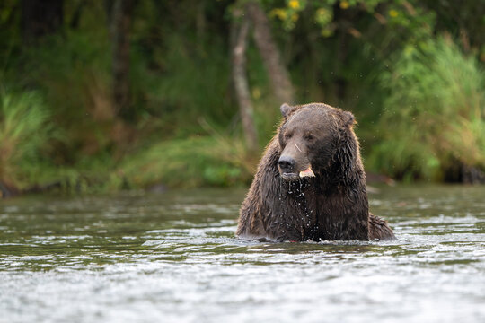 Alaskan brown bear feeding in Brooks River