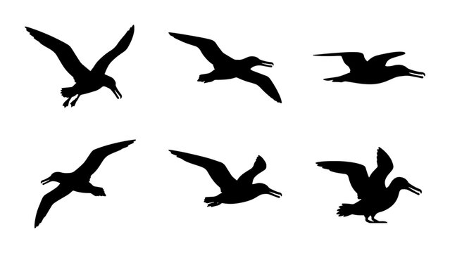 Seabird Silhouettes: Albatross Flight Poses, Vector Graphics for Nature and Travel