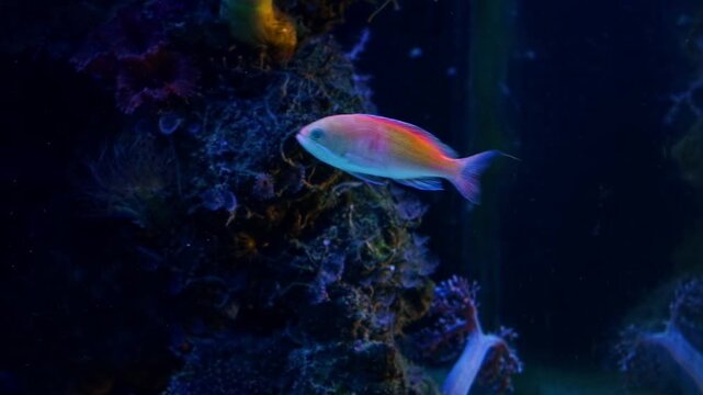 Pseudanthias squamipinnis fish swim in reef marine aquarium, Euphyllia glabrescens long tentacle polyp colony on frag plug in laminar flow, LED blue light, coral farm cultivation hobby, relax mood