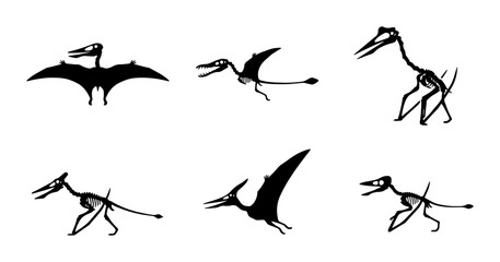 Pterodactyl Skeletons, Dinosaur Fossils, Prehistoric Flying Reptiles, Vector Set © Toki