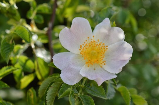 White wild rose flower blooming in nature