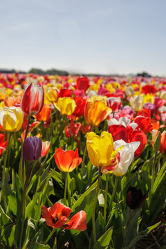 Beautiful colorful blooming tulip field in the Netherlands