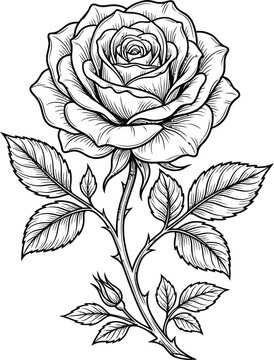 black and white rose