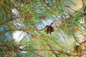 pine tree branches © AileenK