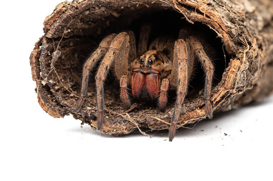 Wolf spider (Lycosa erythrognatha) with red chelicerae hiding inside tree bark hollow isolated on white background