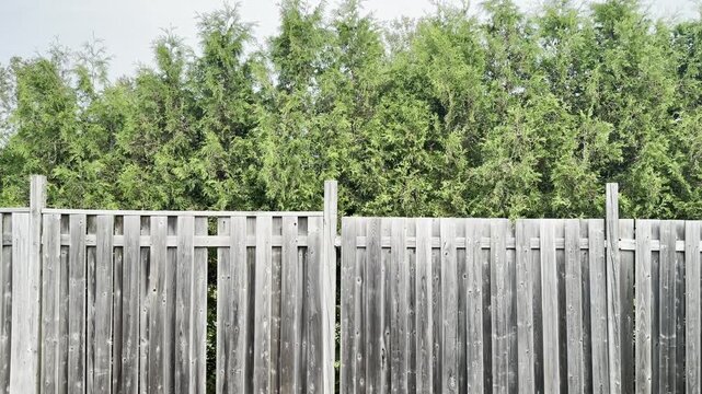 Weathered wooden fence with dense green conifer hedge