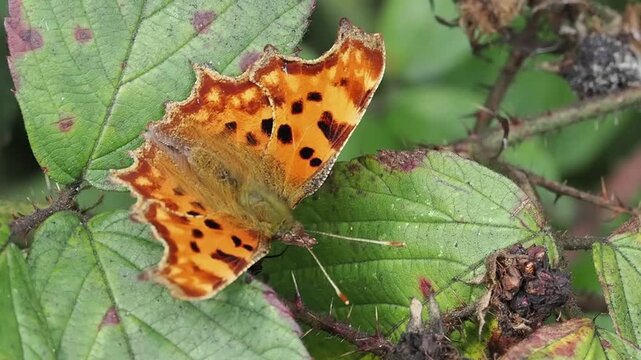 Video of a Comma butterfly (Polygonia c album) insect resting on green foliage with its distinctively ragged, orange wings open and fully outstretched, butterflies stock footage clip