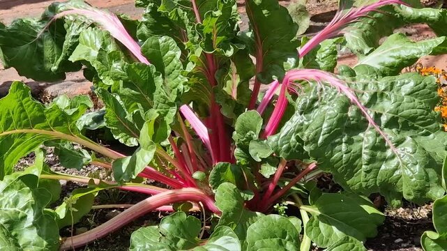 Beta Vulgaris subsp cicla  'Pink Flamingo' a garden vegetable salad food crop with health diet benefits, allotment gardening plants stock video footage clip