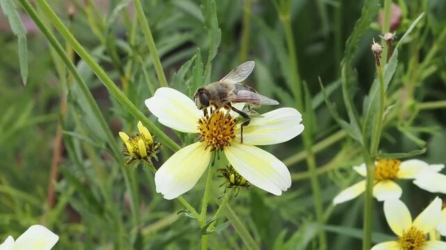 Bidens aurea 'Hannay's Lemon Drop' a summer autumn fall flowering plant with a yellow summertime flower also known as Boleus, 'Lemon Queen', with a drone fly gathering pollen