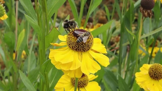 Helenium 'El Dorado' a summer autumn fall flowering plant with a yellow summertime flower commonly known as Sneezeweed, with a honey bee and bumblebee gathering pollen, video footage