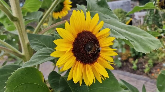 Helianthus annuus 'Astra Gold' a tall summer flower plant with summertime yellow petals commonly known as a sunflower, gardening stock video footage clip