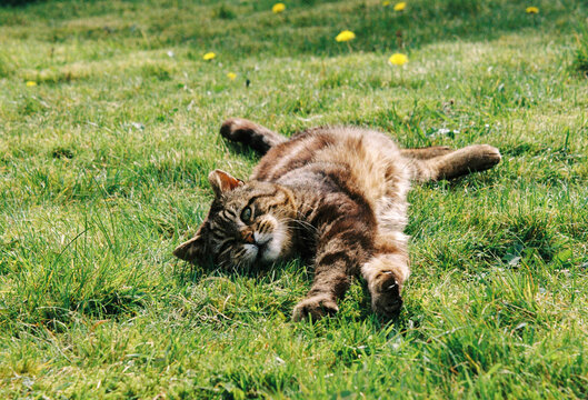 Playful Cat in the Sunshine