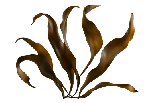 Freshly harvested realistic collection of brown kelp with natural texture and organic shape