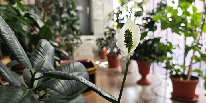 Spathiphyllum flower showcasing its white spathe and green spadix, surrounded by other vibrant green houseplants in soft light