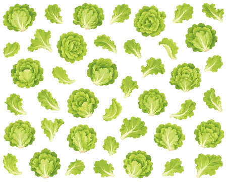Lettuce Illustration Pattern
