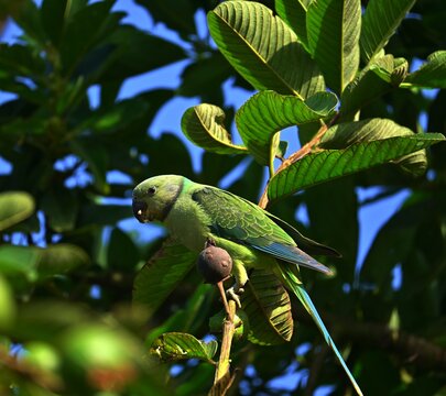 green parakeet, Malabar parakeet, blue winged parakeet, found in western ghats, South India 