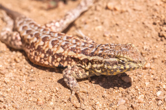 Side-blotched lizard 