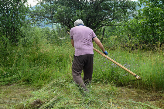 Senior Farmer Mowing Grass with Traditional Scythe in Field