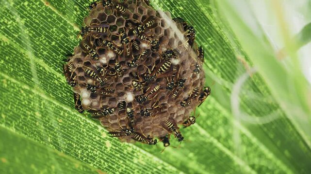 WASP_NEST_SLOMOTION_4K_60FPS_H264