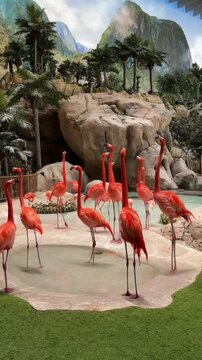 Beautiful pink Flamingos 🦩 in group Standing in a Tropical Indoor Habitat with Lush Greenery, Rocky Landscape and Mountain Background