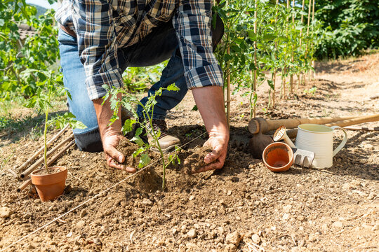 Close-up of farmer's hands planting tomato seedling in soil in organic field. Garden work in spring. Traditional agriculture.
