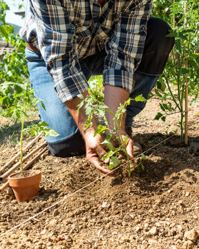Close-up of farmer's hands planting tomato seedling in soil in organic field. Garden work in spring. Traditional agriculture.