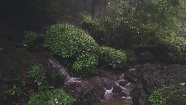 Natural water stream in the Sahyadri western ghats forest during monsoon rainy season. Wild flowers grown on huge rocks with vegetation at background.