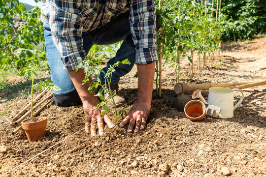Close-up of farmer's hands planting tomato seedling in soil in organic field. Garden work in spring. Traditional agriculture.