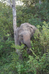 Obraz premium elephant in the jungle