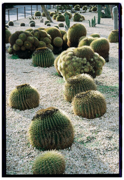 Prickly Pear Cactus Closeup