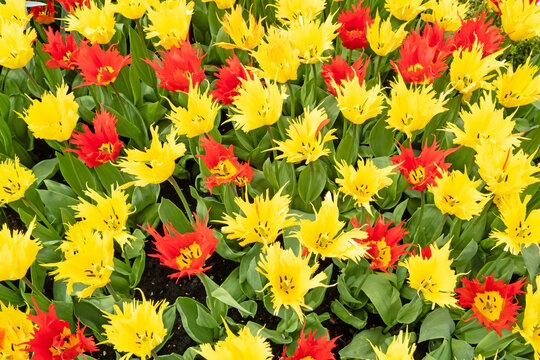 Colorful abstract tulip flower background