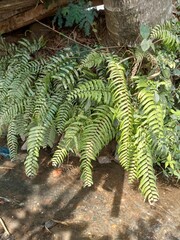 green fern leaves © Siratus