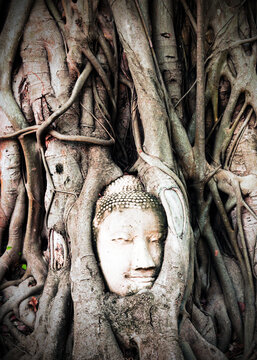 Phra Nakhon Si Ayutthaya province, Thailand. Buddha face inside tree roots