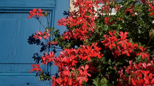 Bright, colorful red flowers hanging at the window with blue contrast window shutters on a sunny day
