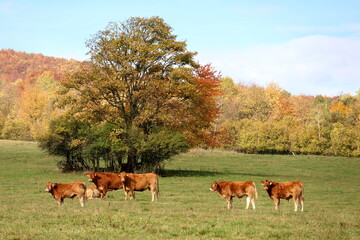 Cattle graze in a vibrant autumn field © Stanislav