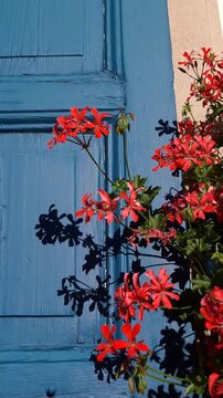 Bright, colorful red flowers hanging at the window with blue contrast window shutters on a sunny day
